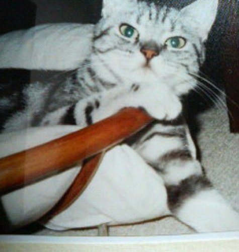 american309's profile picture. パッチワークとねこが好き♪ ミシンキルトもゆっくり進行中。野良の遺伝子を持つ三毛と、立ち耳スコティッシュがいます。韓国ドラマも好きです。相撲ファンになりました。