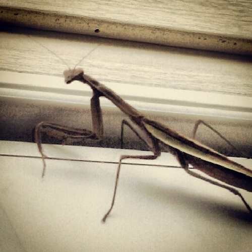prayer_mantis's profile picture. Feel free to send in prayer requests to be posted! And we encourage you to pray for anything you see on this feed that touches your heart!
