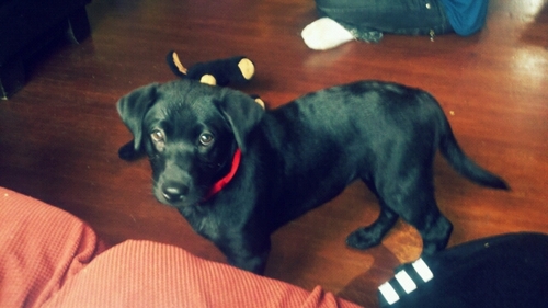 DogsInTheWorks's profile picture. Trying to Learn more about our best friends.This is for me to share with all the dog lovers out there. my other non-dog lover account is @datgrey_