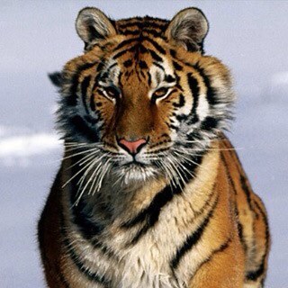 vishalvora16's profile picture. 