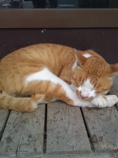 usamoto's profile picture. 四六時中パンツについて考えるド変態。口癖はちん(ry 脳内お花畑なおねぇさんですこんにちは。こんな適当で変態な性格で彼氏がいたら奇跡だよね。彼氏募集中← 一言言わせていただけるなら、『おっぱ(強制終了)』