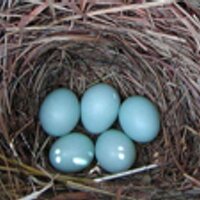 Dr. Dady Chery (@dadychery) 's Twitter Profile