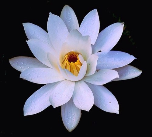 Mzsf Mzsaifs تويتر