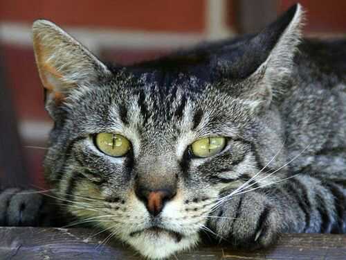 This cat watches the world from Quamby Bluff, Tasmania, Australia