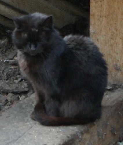 SignalboxCat's profile picture. Sits on the Block-shelf, watching and listening.