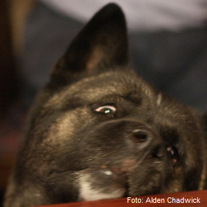 Der American Akita, auch bekannt als Great Japanese Dog, ist eine japanische Hunderasse.