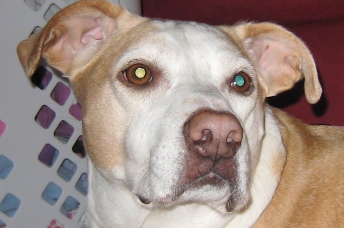 DogDivaGinger's profile picture. 11 yrs old, reskyood from SPCA when I wuz 6 mos old. Reekuvrin from FCE episode fall '13 and am back 2 sleepin on teh big bed and steelin noms from mah hoomins.