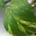 rocio estrada - @rocioestrada72 - Twitter