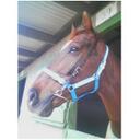 Miriam Morton - @Clipperhorse - Twitter