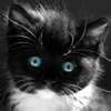 People often tell me to pay attention. Instead I tell them, I don't pay attention, attention pays me. B*tch