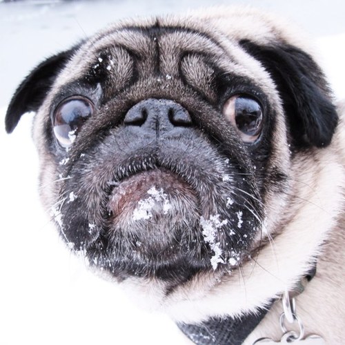 PootlePug Profile Picture