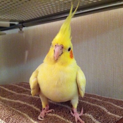 小桜 Di Twitter ダンゴムシってかわいくみえる 足が短いからか 家に出る虫で検証 てんとう虫 足短い かわいい 蜘蛛 足長い カッコいい系 蟻 足長い カッコいい系 ゲジゲジ 足長い かわいくない ゴキブリ 足関係なく かわいくない ムカデ 足短いけど