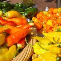 Savory Accents (@savoryaccents) 's Twitter Profile