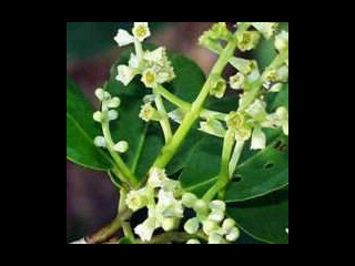 Fundacion CasaMangle