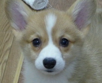 pochizoh's profile picture. 基本的に無害ですが、時々いきなり話しかけたりします。くだらないこと言ったりもします。好物は海外ﾐｽﾃﾘ/漫画/音楽/ﾋﾞｰﾙ/ﾗｰﾒﾝ/ｽﾎﾟｰﾂ（競馬含）/犬猫ｹﾓﾉ。宣伝の人とプロフィール空欄の人はフォローしません。フォロー解除はごくたまに。絡めない人とか。厭になったらブロックしてちょ