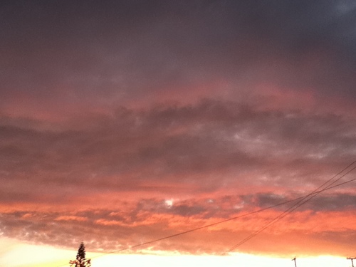 Reneejnz's profile picture. 