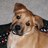 travlndog's profile image