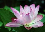 Doubt everything. Find your own light.-Siddhartha Gautama