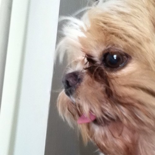 SkampXD's profile picture. 