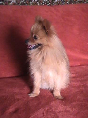 Come meet our Pomeranians, they are friendly, loyal companians for any family.