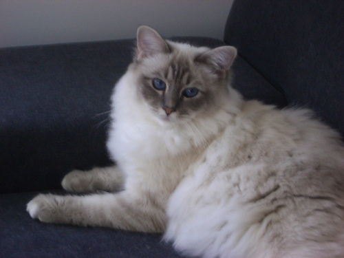 mycatistweeting Profile Picture