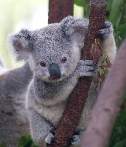 yoeresel's profile picture. 