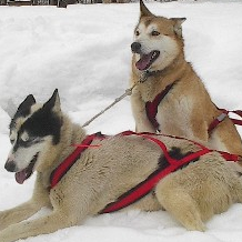 Der Alaskan Husky wurde als Schlittenhund, Familienhund und Begleithund gezüchtet.