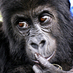 Jose K. Kukulu LUWA (@jkukulu_luwa) Twitter profile photo