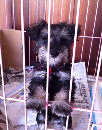 apache_solr's profile picture. ITエンジニア。ゲームと映画とお酒と読書と語学と資格。