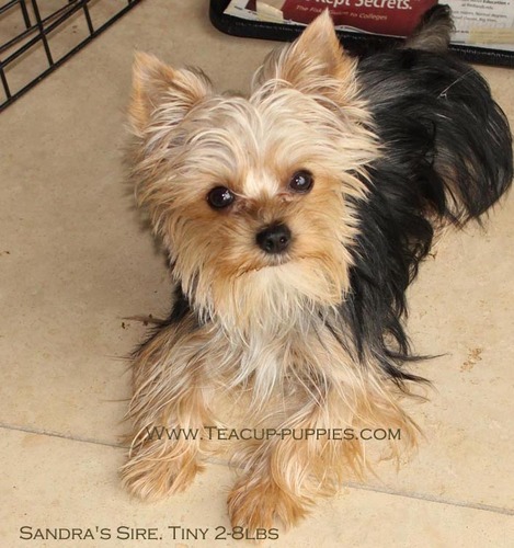 i'm working on my new website.i'm selle pomeranian and yorkshie. i do stud service. my yorkies stud is 2-1/2lbs akc