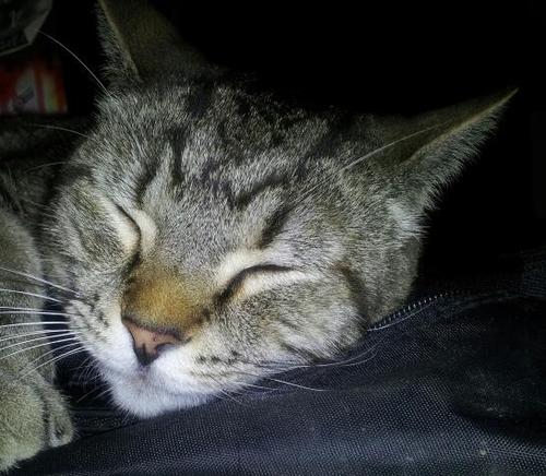 takasanguiter's profile picture. 【やってる事】音小屋6期鹿野コース卒業して修行中の身の人／ボカロで作曲したりしてる人／ジャーナリスト、ライター見習いしてる人・・・・・・これからガツガツ色々やっていきやす！