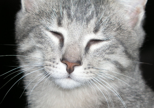 Retired, love cats and owls, like to travel.  All I need to know I learned on Twitter!