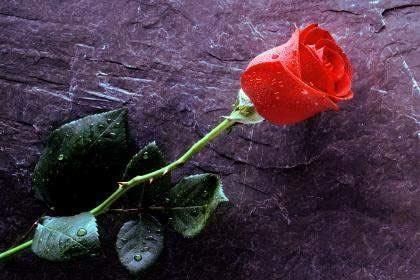 سبحان الله وبحمده سبحان الله العظيم ... من لايشكر الناس لايشكر الله...صلوا علئ المصطفئ محمد رسول الله