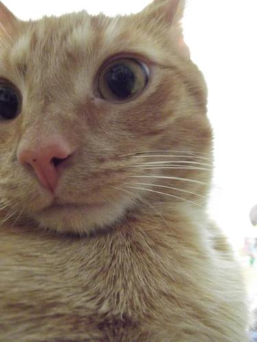 NotTMonk's profile picture. Cat. Say no more.