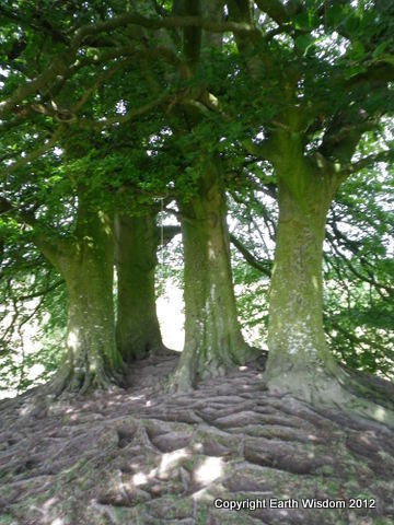 Esoteric teacher. #Elemental #Alchemy. #Celtic #Earth #Magic. #Tarot. #Earthkeeper. #Reiki. # Animist. #Healer