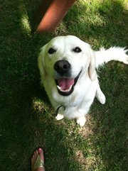 I'm an English Creme Golden Retriever. I am the queen of the Lingafelter household, so don't mess with me. WOOF