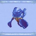 IRIS RICHARD - @IRICH606 - Twitter