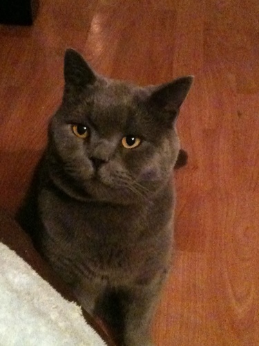 I Quote Facts........Fact! Im just a Cat that knows shit..........