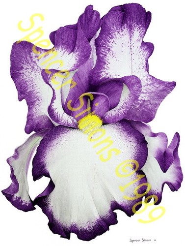 Artist from across the country,