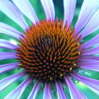 redditchgardener (@no10chico) 's Twitter Profile