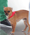 ♥Twitter dedicado a Aquiles♥ El perro De Los Mendez♥
Quisieramos llegar a ser Oficiales♥