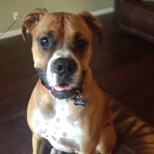 MyMojoeSoDope's profile picture. 