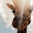 immistart's profile image