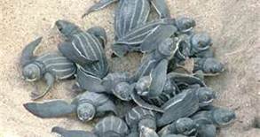 A movement to create awareness on the nearly extinct Leatherback Sea Turtles. HELP support the cause and save the turtles