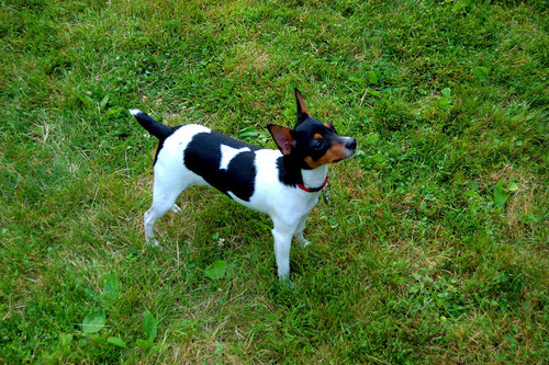 IchigoPW's profile picture. Mild mannered, generally quiet and loving. Loves chasing pigeons, off-leash nights at Central Park, shopping w/ Dads. Yes, I keep trying to make fetch happen.