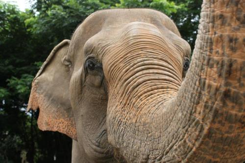 Our foundation supports Elephant Nature Park and other projects inc. Surin, Journey to Freedom, Cambodia Sanctuary & more