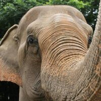 Save Elephant(@save_elephant) 's Twitter Profileg