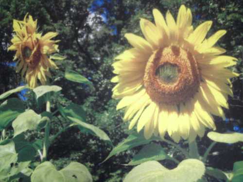 1sunfl0wer's profile picture. 