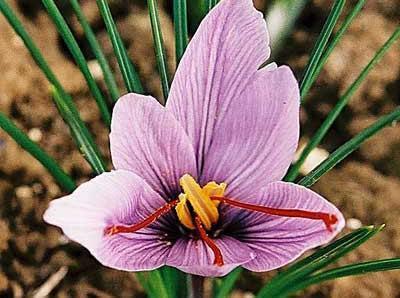 leventdursun's profile picture. Birlik beraberlik yanlısı,vatansever,insansever, hayvansever,ağaç sever,gül-çiçek sever .