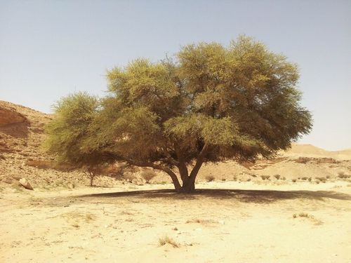 shmook831's profile picture. 